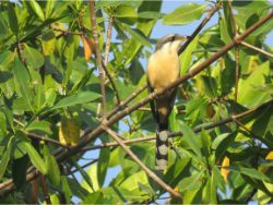 Mangrove Cuckoo